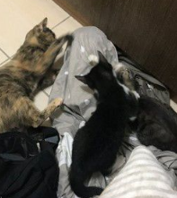 奴才还不快护驾! 钻棉被自嗨被3猫盖布袋群殴