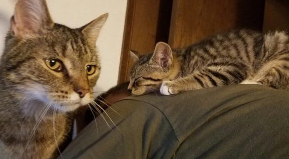 超可爱喵星人 自己选猫奴不惜半夜闯进帐篷