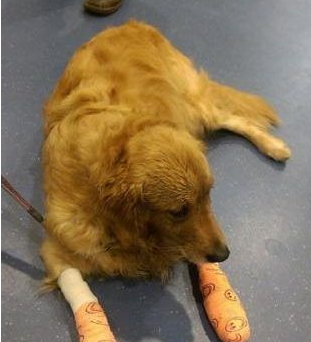 宠物公司航空运狗 造成狗狗一死一重伤 宠物公司航空运狗 造成狗狗一死一重伤