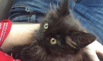 送受伤乌鸦去动物之家 竟意外收获一只小黑猫