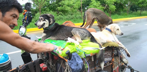 墨西哥乞丐6年徙步手推车走14000千米 救助伤势流浪犬