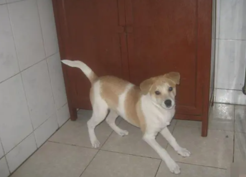 “土土的”中华田园犬可以长多大呢?我来告诉你答案! “土土的”中华田园犬可以长多大呢?我来告诉你答案!