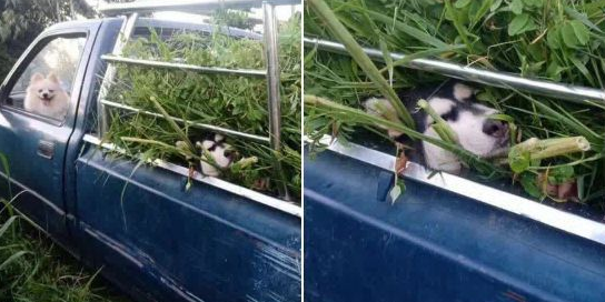 两只狗坐车,二哈的待遇也太特殊了 两只狗坐车,二哈的待遇也太特殊了