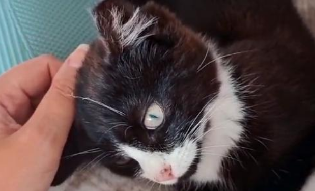 喂了一只流浪猫,竟被它一家子赖上,4只猫天天守在门口让我负责
