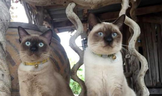 真的不是复制粘贴？那些长得一模一样的猫咪，真是傻傻分不清楚！