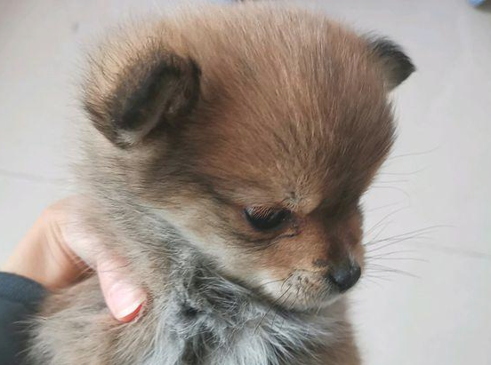 流浪犬在马路边冷得瑟瑟发抖,小家伙刚刚开始,趴到土里哪都害怕去