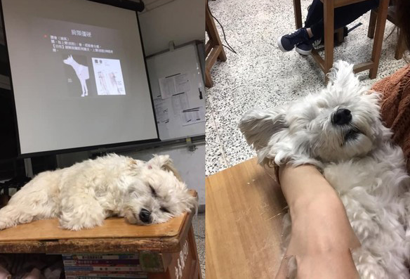 助教汪听课太累趴桌呼呼大睡 马麻笑:当狗真好 助教汪听课太累趴桌呼呼大睡 马麻笑:当狗真好