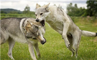 养捷克狼犬犯法吗