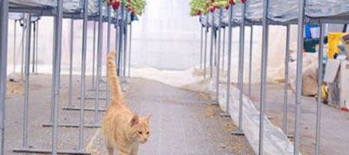 农民“请”猫咪驻守草莓园成为最萌巡逻员