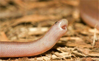 mini的动物萌萌惹人爱，与蚯蚓一般大小的铁丝蛇你见过吗？