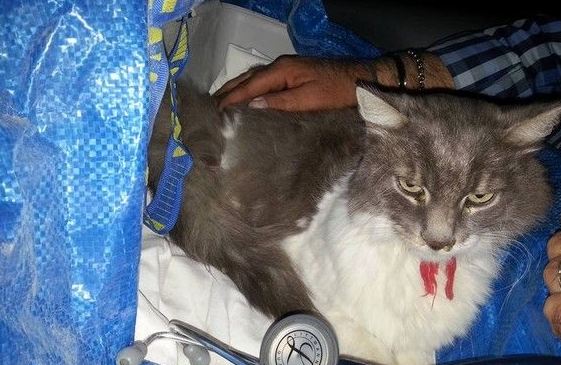 猫咪埋瓦砾堆独活32天 6.2强震中幸存只脱水