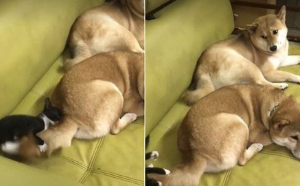 猫界拳王诞生了!爱上对着青蛙玩偶练功夫的萌猫 猫界拳王诞生了!爱上对着青蛙玩偶练功夫的萌猫