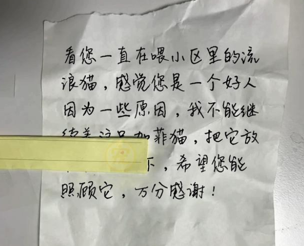 被主人遗弃的加菲猫，缩在下水道瑟瑟发抖，被救后可爱得像个天使