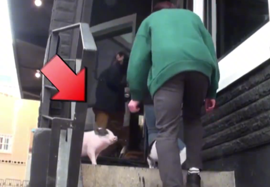猪夫妻是餐厅老板的宠物，胃口养大之后天天越狱偷吃，主人很烦恼