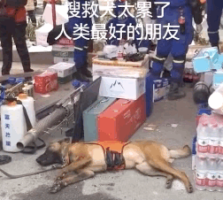 福建酒店坍塌,搜救犬彻夜救援:我们不传播病毒,我们只拼命救人 福建酒店坍塌,搜救犬彻夜救援:我们不传播病毒,我们只拼命救人