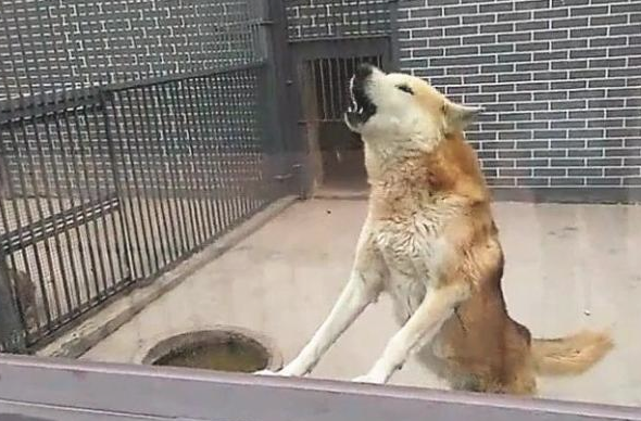 盆友去野生动物园玩，看到狼铁笼里，竟然关掉一头中华田园犬！