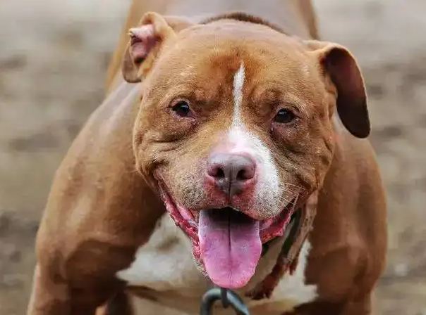 美国比特犬咬死过人吗 宠物网问答