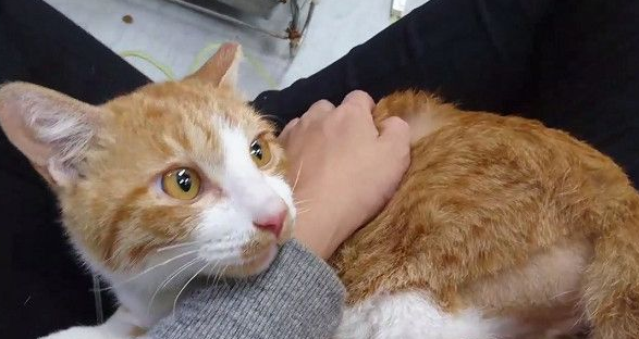 遭遇车祸脑伤猫 无力行动却求生欲超强