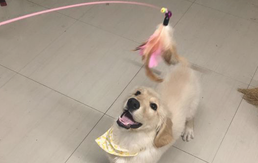 给金毛买来许多玩具,可是它只喜欢逗猫棒,原来是因为…… 给金毛买来许多玩具,可是它只喜欢逗猫棒,原来是因为……