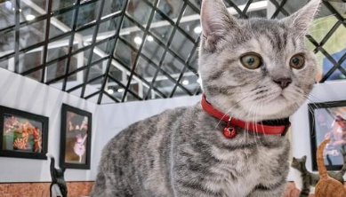 马桶水更香?小猫偷喝马桶水跳进去,长大后还死性不改 马桶水更香?小猫偷喝马桶水跳进去,长大后还死性不改