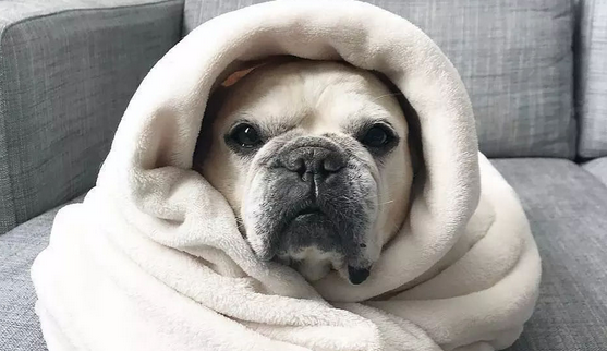 这些年被包囊起來的斗牛犬:它溫暖了你,你溫暖了它的心! 这些年被包囊起來的斗牛犬:它溫暖了你,你溫暖了它的心!