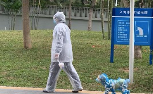 网民给狗干了防护对策，满身都包囊得很严密，狗：去化妆晚会吗？