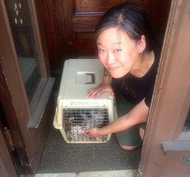 猫被主人抛弃在原地苦等 被扔就是因为是公猫