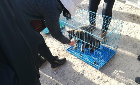 商贩售卖昆明犬还未价格,买主便表达“我统统要了!” 商贩售卖昆明犬还未价格,买主便表达“我统统要了!”