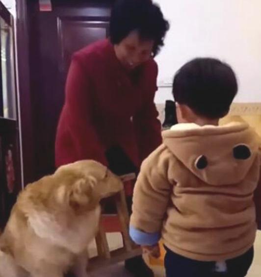 老奶奶进门处探望孙子,懂事金毛做这行为迎来,主要表现比孙子还懂事 老奶奶进门处探望孙子,懂事金毛做这行为迎来,主要表现比孙子还懂事