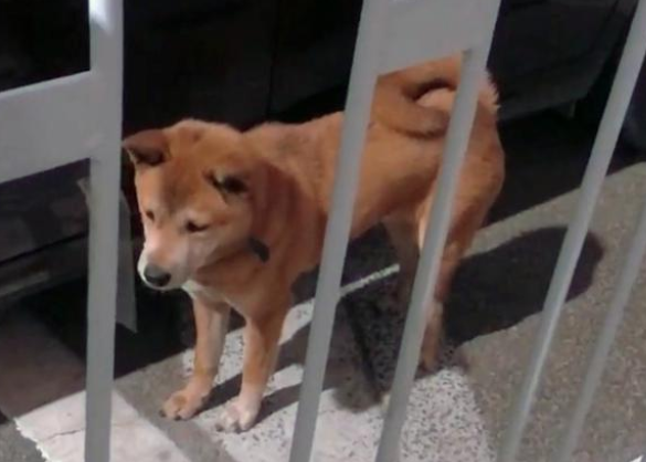 形似柴犬的大黄狗遭遗弃,流浪街头苦等主人归来 形似柴犬的大黄狗遭遗弃,流浪街头苦等主人归来