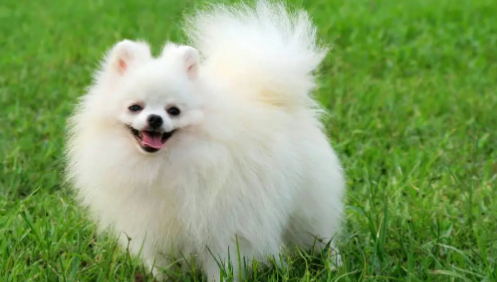 精力旺盛的博美犬,来回疯跑是什么原因? 精力旺盛的博美犬,来回疯跑是什么原因?