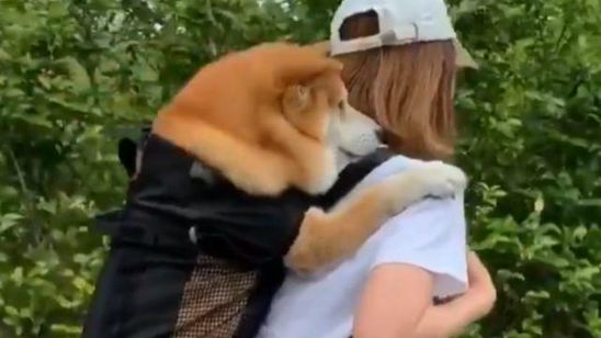 宠主身背柴犬去溜达,过路人投来异常眼光,实情却并不是以便信口开河 宠主身背柴犬去溜达,过路人投来异常眼光,实情却并不是以便信口开河