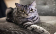 猫为什么吐水