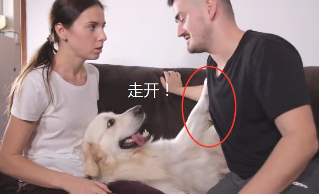 主人在金毛眼前“撒狗粮”,結果却悲剧了,考虑到下单身汪吧 主人在金毛眼前“撒狗粮”,結果却悲剧了,考虑到下单身汪吧