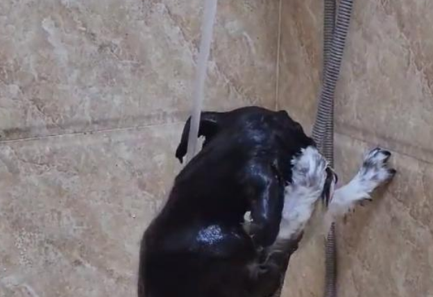 四川一狗子“成精了”，趁着主人拿沐浴露，竟然自己把澡给洗了