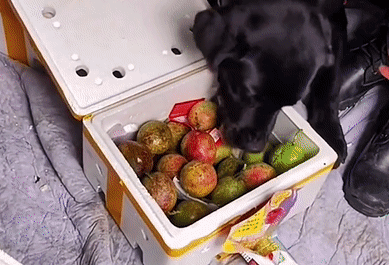 警犬执勤时偷吃百香果，训导员却大加赞赏：好样的！