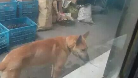 痛心！宠物狗咬掉主人手指 被警察毙狗取指