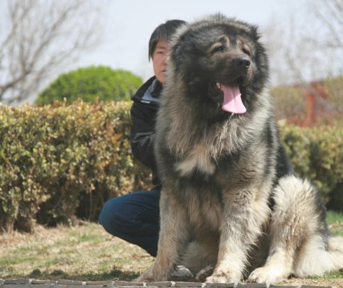 称为“犬中之王”的狗，体型是世界上最大，藏獒也打但是它！