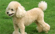 迷你贵宾犬优点和缺点