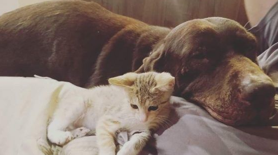 小猫被困高速路中央动弹不得 幸得好心人解救 小猫被困高速路中央动弹不得 幸得好心人解救