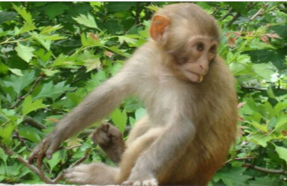 静冈发现野猴的踪影 已有23个居民被咬伤