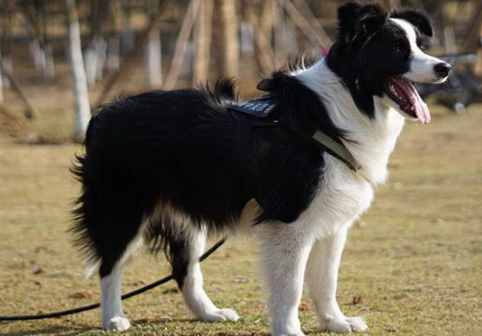 聪明的边境牧羊犬什么颜色贵？不同颜色价格天差地别！