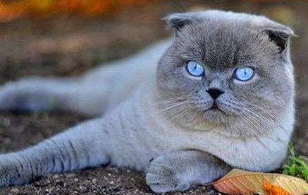 猫咪吃了驱虫药后多久排干净虫子呢