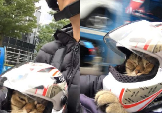 粗心爸爸忘记关上遮风罩 兜风猫肉脸被风吹成麻糬 粗心爸爸忘记关上遮风罩 兜风猫肉脸被风吹成麻糬