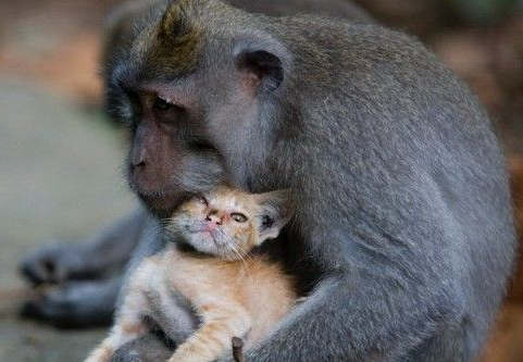无私的母爱 猴妈妈领养小猫咪抱紧紧疼入心