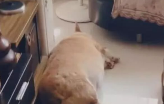 柯基犬肥成小猪仔，走路要人扶，一转脸时令人笑喷