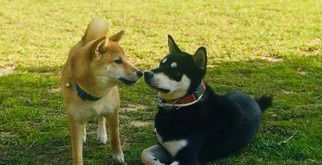 狗狗之间的爱情 老婆住院17天康复后每晚都要亲亲