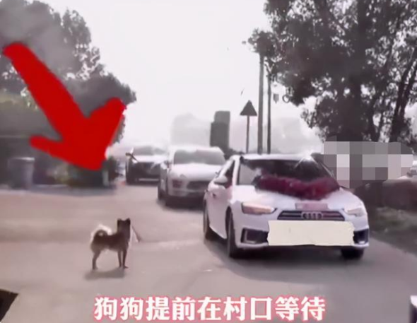 狗狗追着新娘的车跑十几公里，新郎估计都没有这样的毅力！