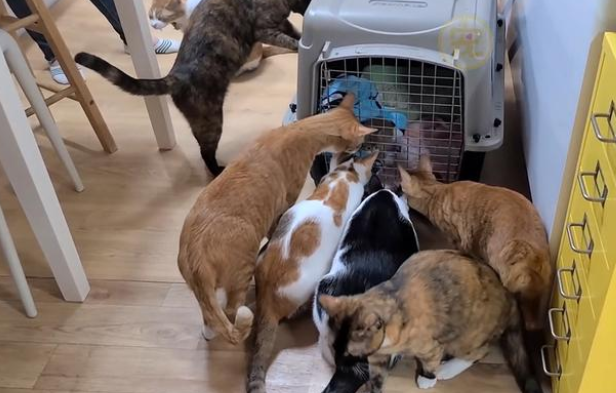 猫妈妈不知所踪，小橘猫抱着同伴身体取暖，不知它早已去了喵星