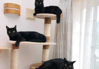 黑猫不上相? 日本黑猫超大澄澈双眼怎么拍都好看 黑猫不上相? 日本黑猫超大澄澈双眼怎么拍都好看
